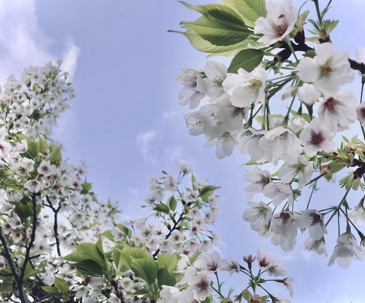 ふくら雀 tweet media