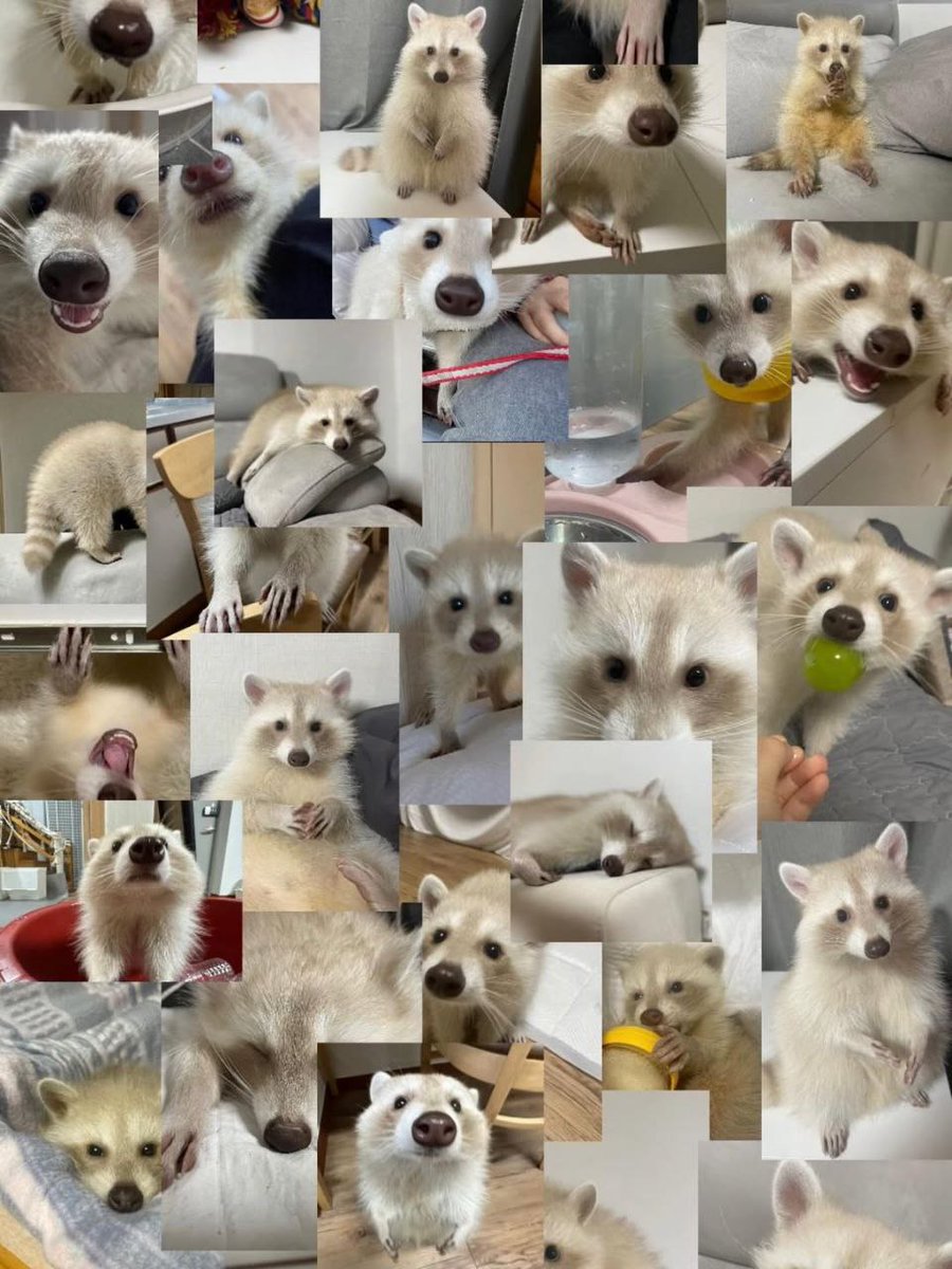 raccoon with confusing auras tweet media