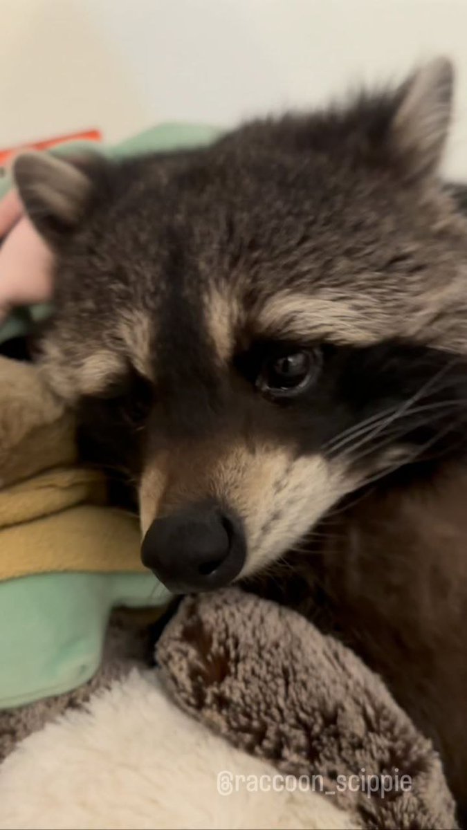 raccoon with confusing auras (@raccoonAuras) on X