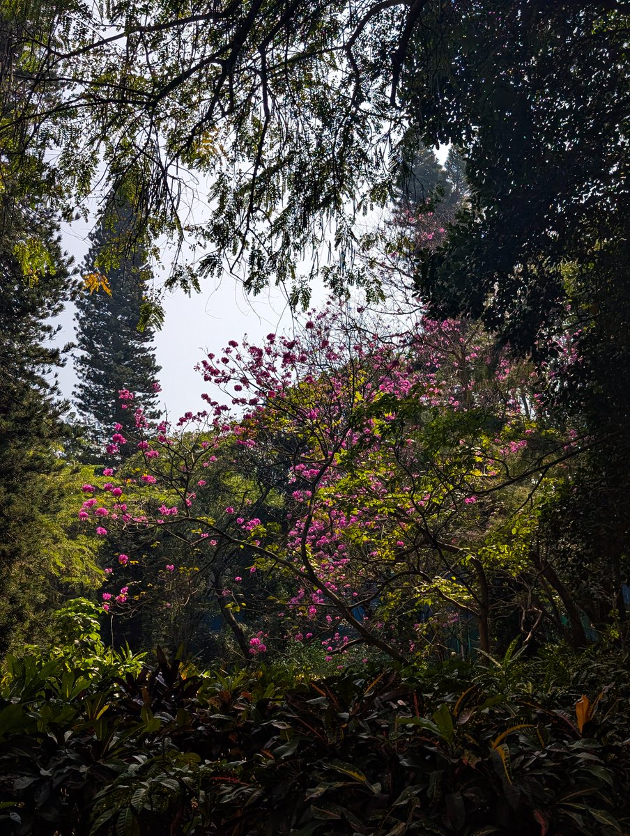 sanhitapal's tweet photo. Blossoming quietly on the IISc campus—soft pink petals, warm light, and a kind of calm you don’t find anywhere else 🌸✨
#IIScframes https://t.co/yiTJhs77GL