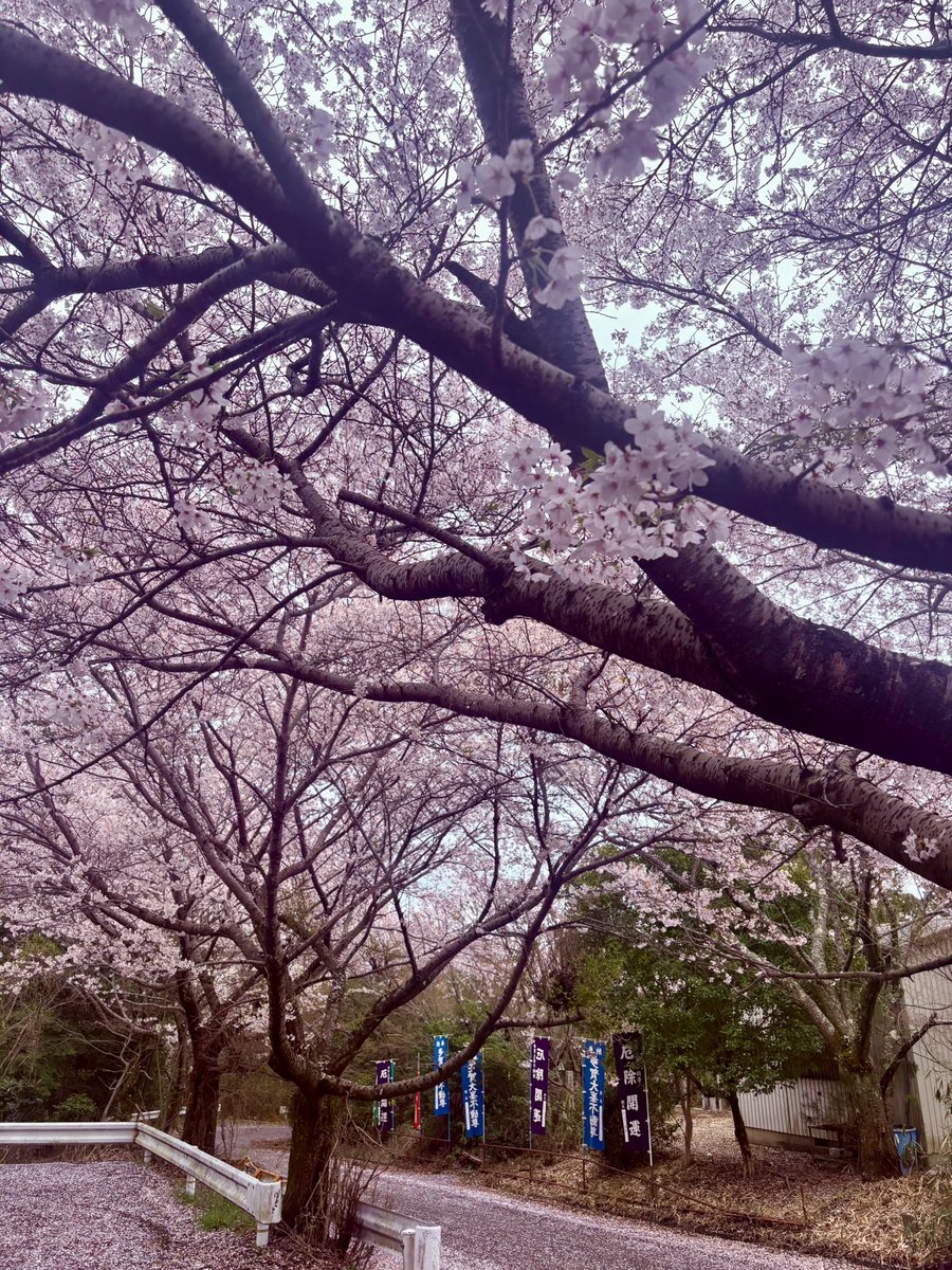 TagaOomine's tweet photo. 本日四月の第一週の護摩供を修しました。
二十四節気は【清明】に入り過ごしやすい気候の中万灯呂山も桜が満開です。本日はお花見に出られた方も多かったのではないでしょうか。仏様のお花にも桜を添えてお供えいたしました。
#万灯呂山　#萬燈籠山不動堂　#護摩　#修験道 https://t.co/TUw1vWbl16
