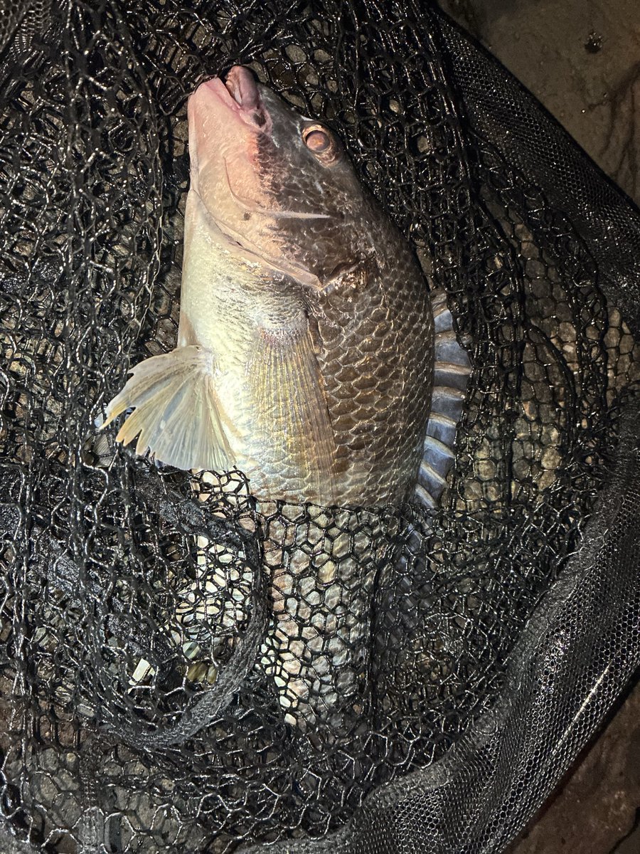 guwatarou's tweet photo. よくアジ釣ってる場所、時期と地形的にチヌ釣れんじゃねって思って行ったらやっぱ釣れた
きもちいい https://t.co/LErGDOqduH
