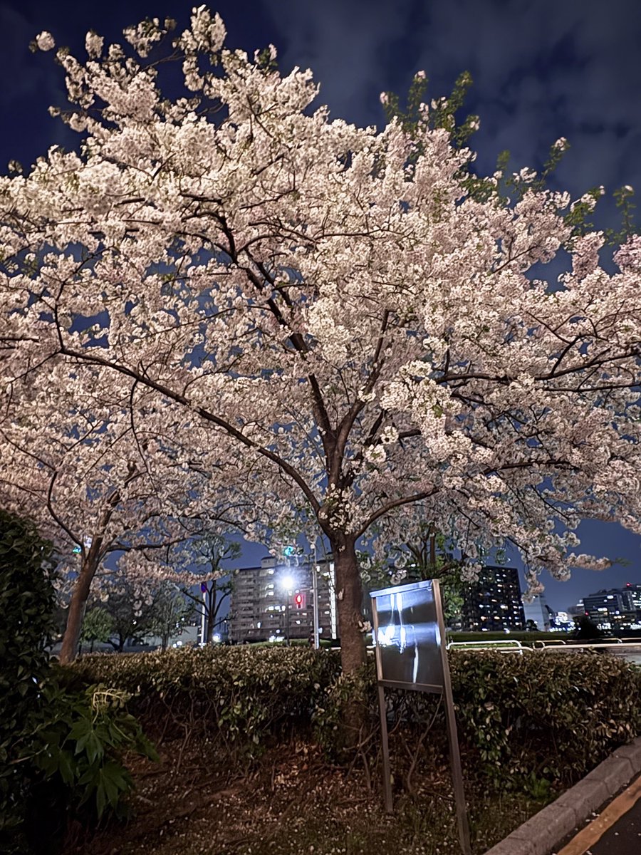 浅草なび tweet media