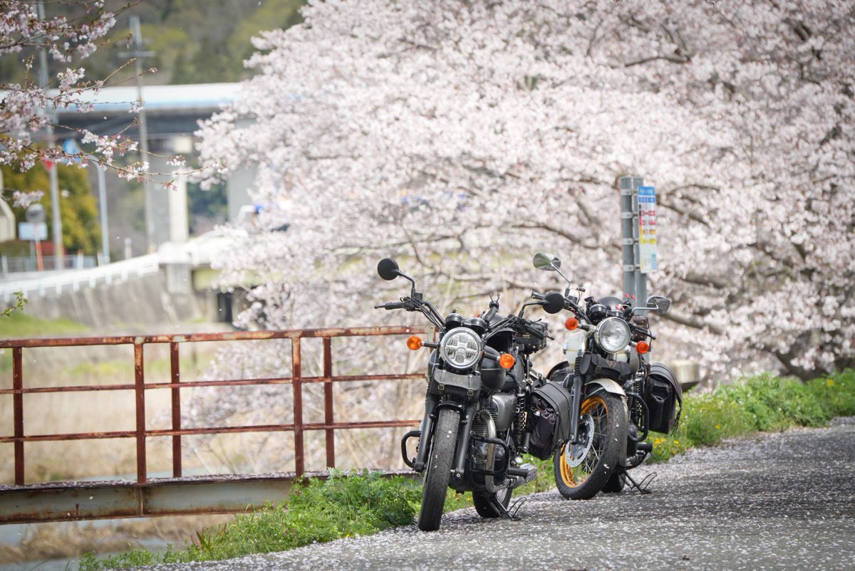 MameRoute's tweet photo. 春だー
桜だー
バイクだー https://t.co/UDf5A1rJAx