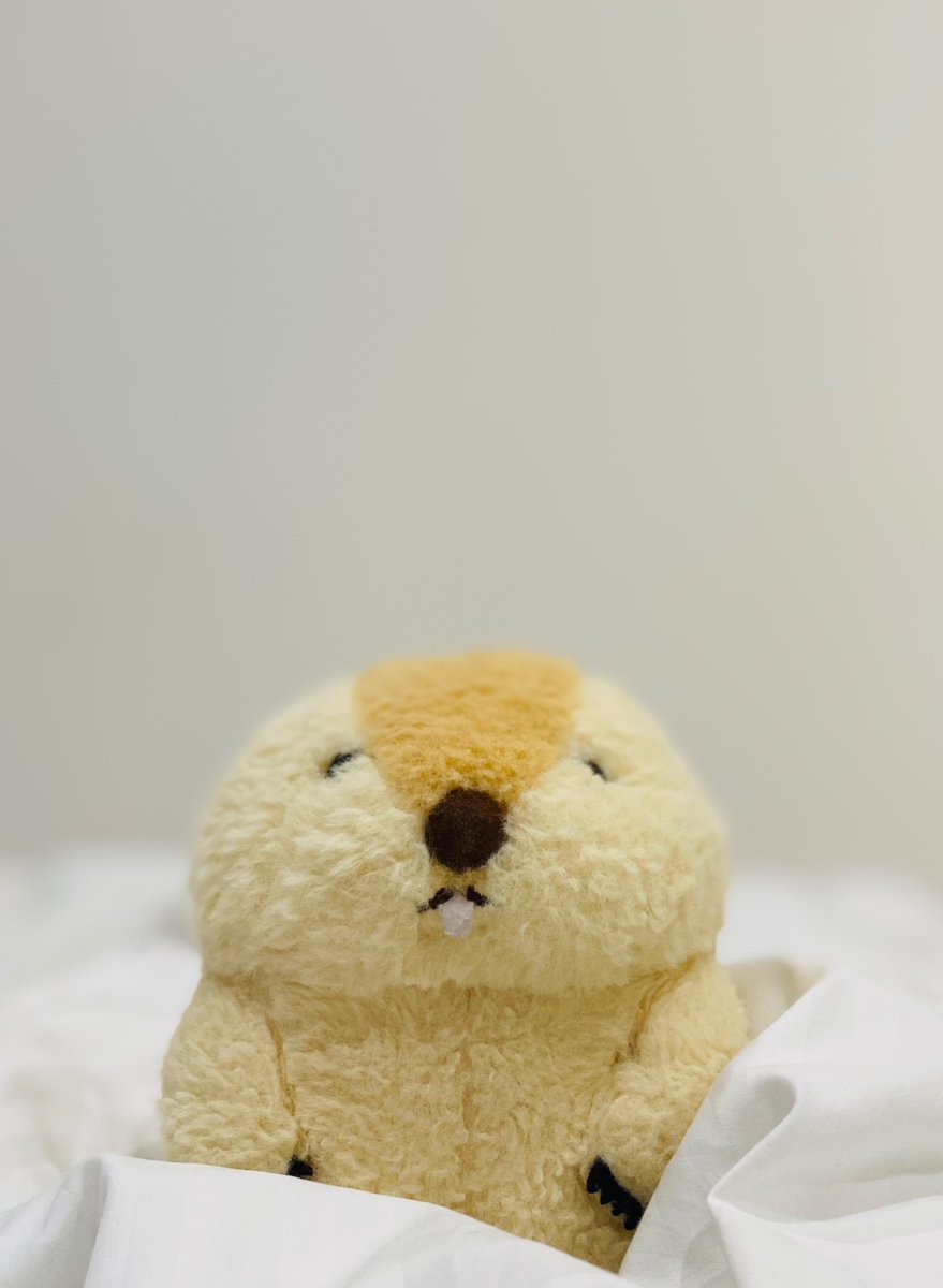 motto7512's tweet photo. その布団、好き？

#マーモットのもっとっと https://t.co/25AnSEFbEN