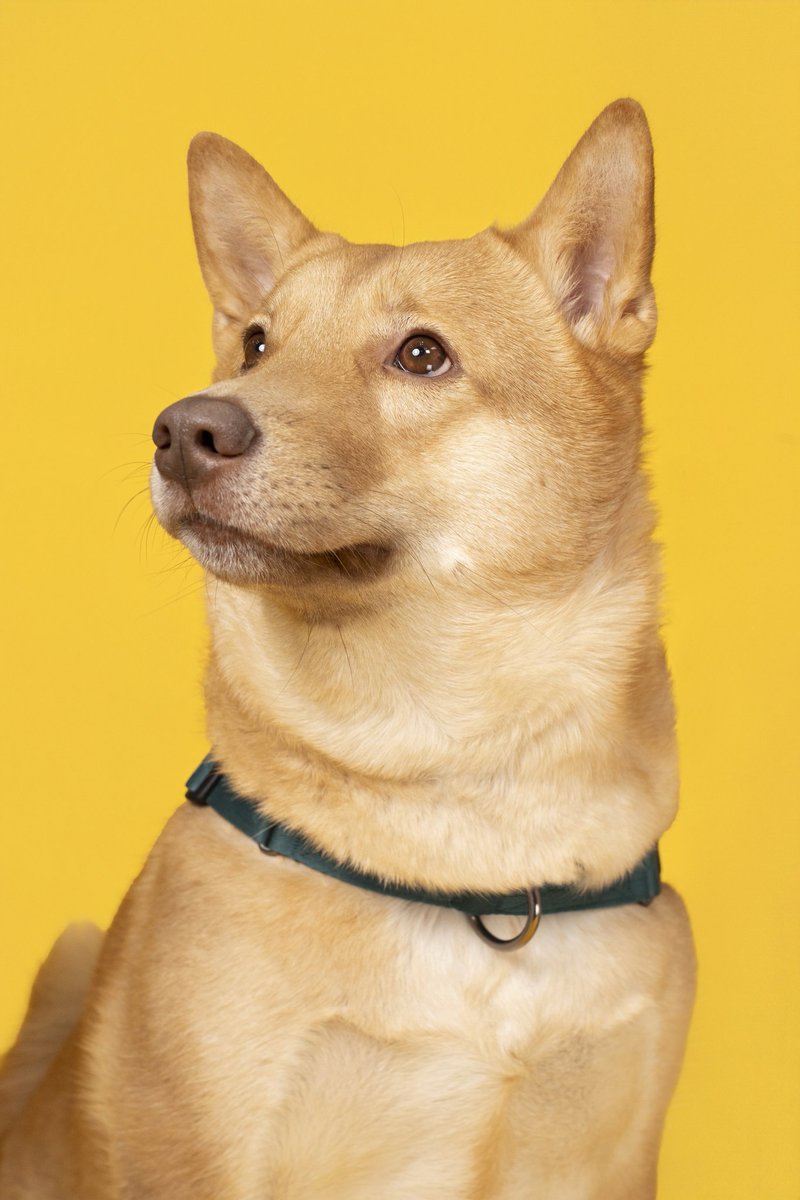 구쟌시즌4 tweet media