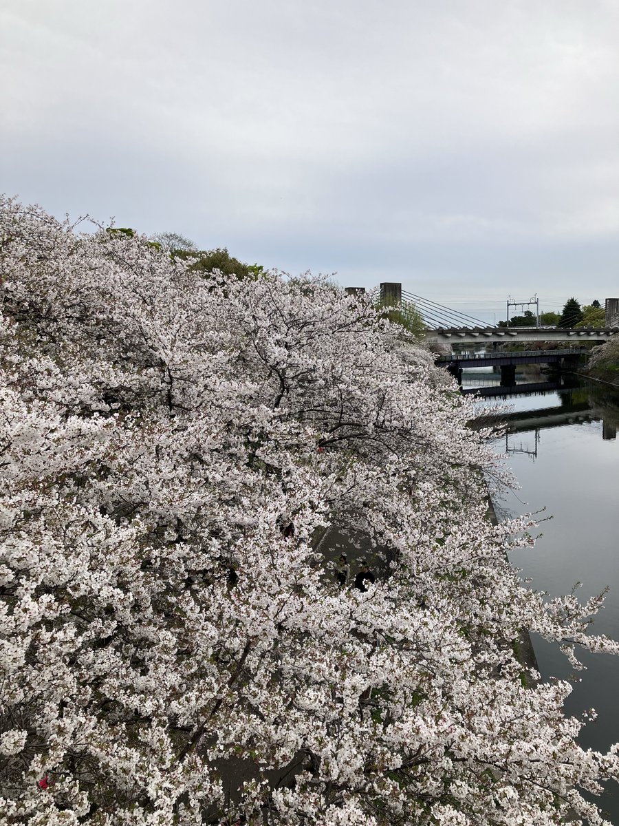 hiroko_pfgp's tweet photo. 今年の荒子川公園さくらまつりもありがとうございました✨
昨日の大嵐で桜を心配しましたが間に合ってよかった…！
穏やかなお天気で日本庭園を楽しむことができました🌸 https://t.co/EjLAPnWvto