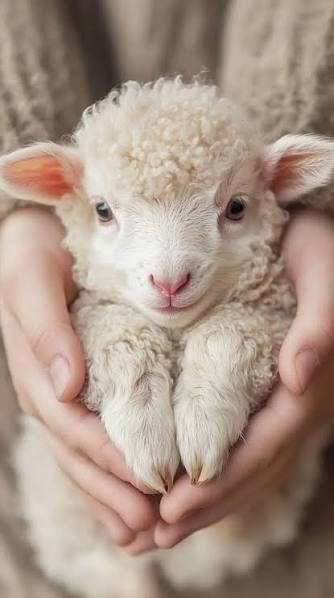 Giovanni Morenghi tweet media