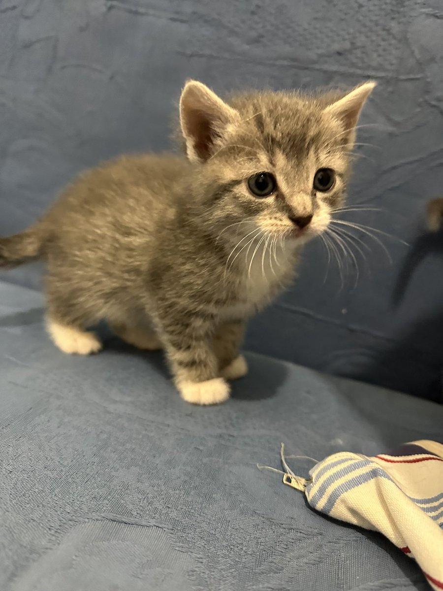 Tueppelchen 💚🩵🧡 tweet media