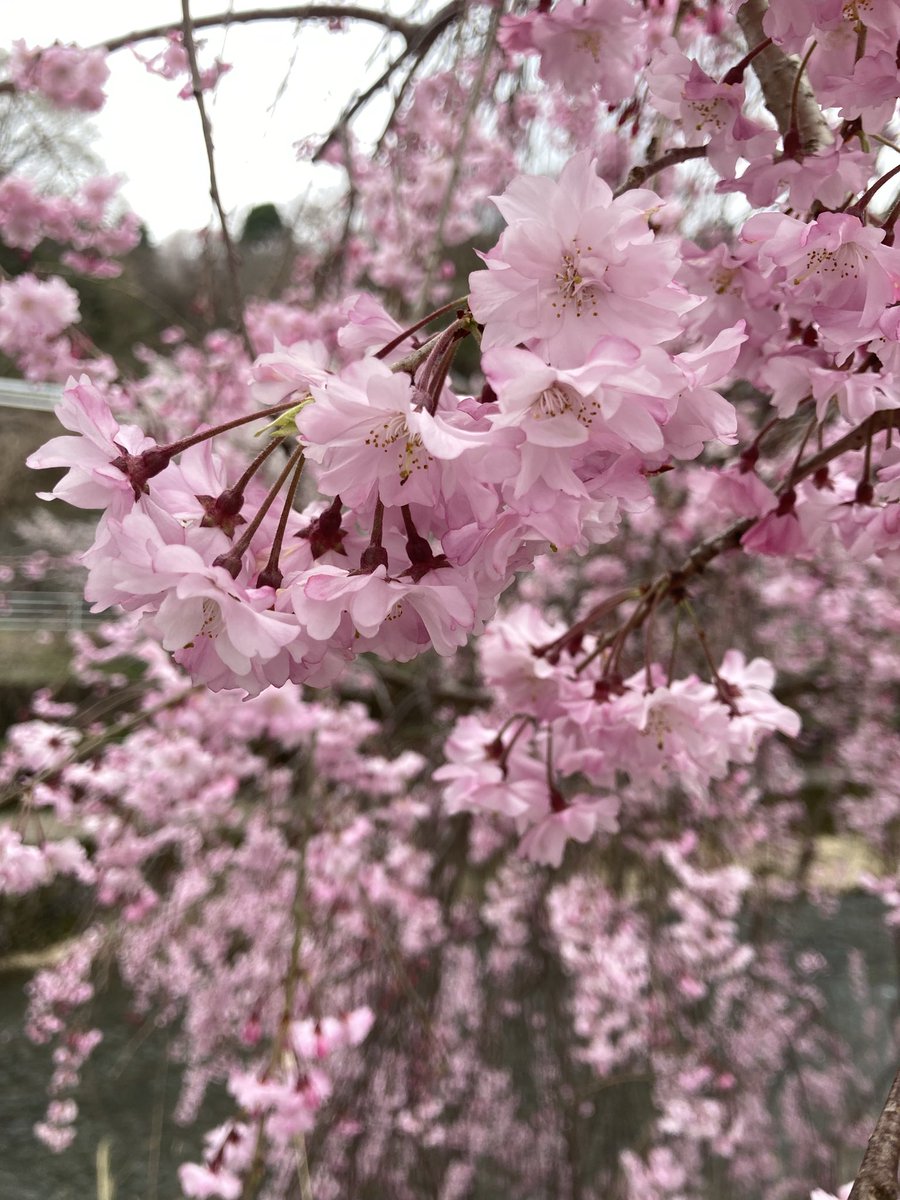 イガイガ tweet media