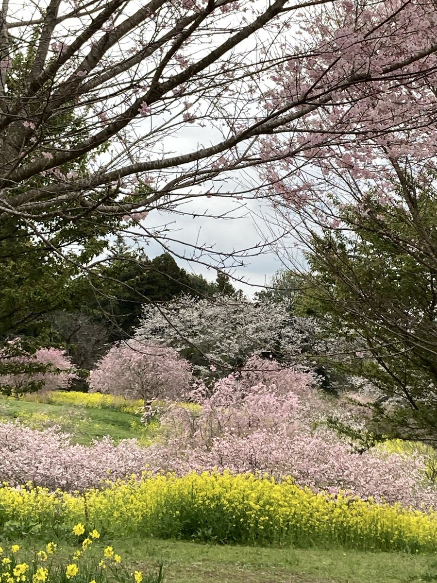 イガイガ tweet media