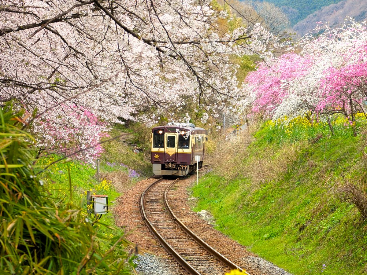 ﾄﾞﾗｲﾌﾞ400 tweet media