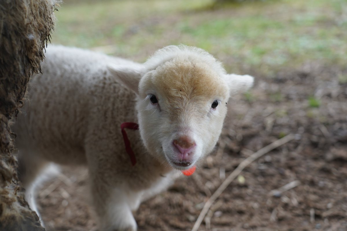 冊子とグッズのカンビ(関西美術印刷) tweet media