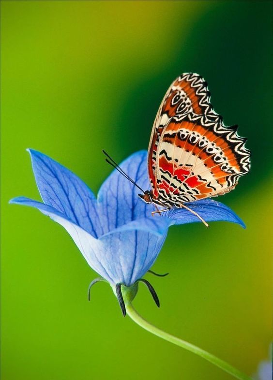 Nature wonder tweet media