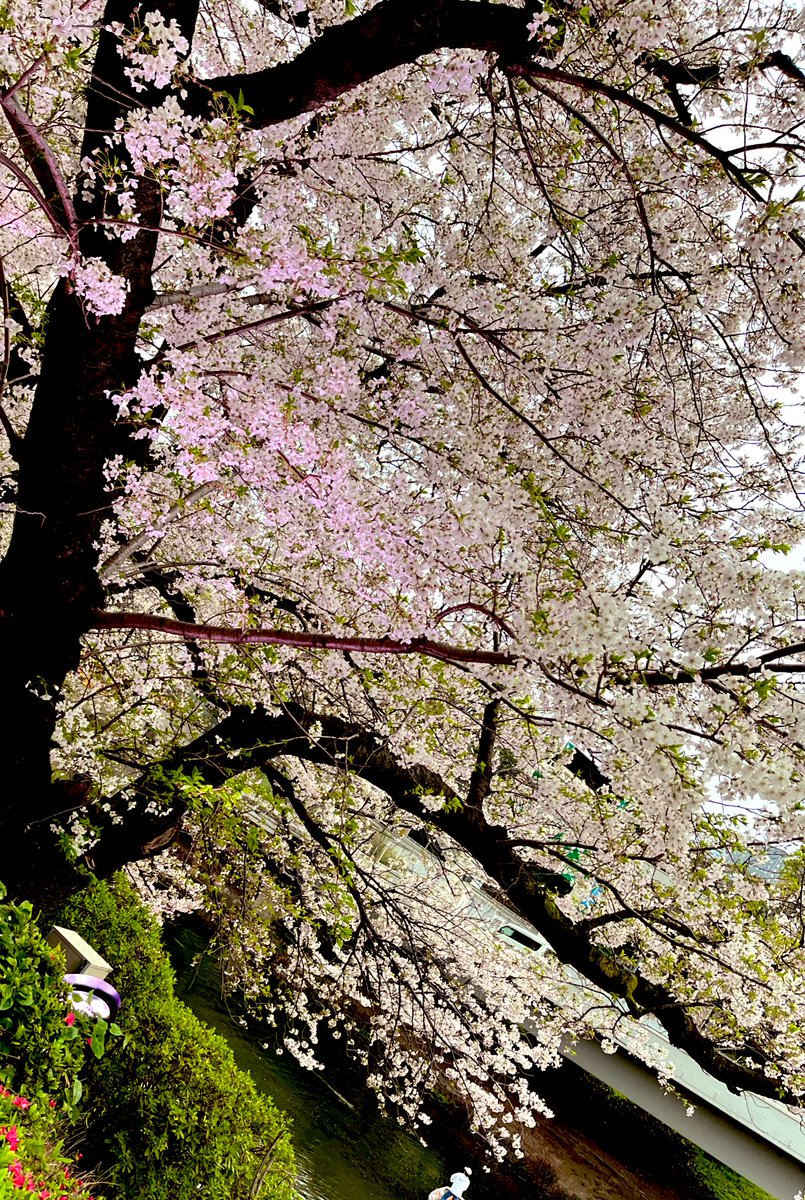 AiRI🩷4/25オバイブラストLIVE tweet media