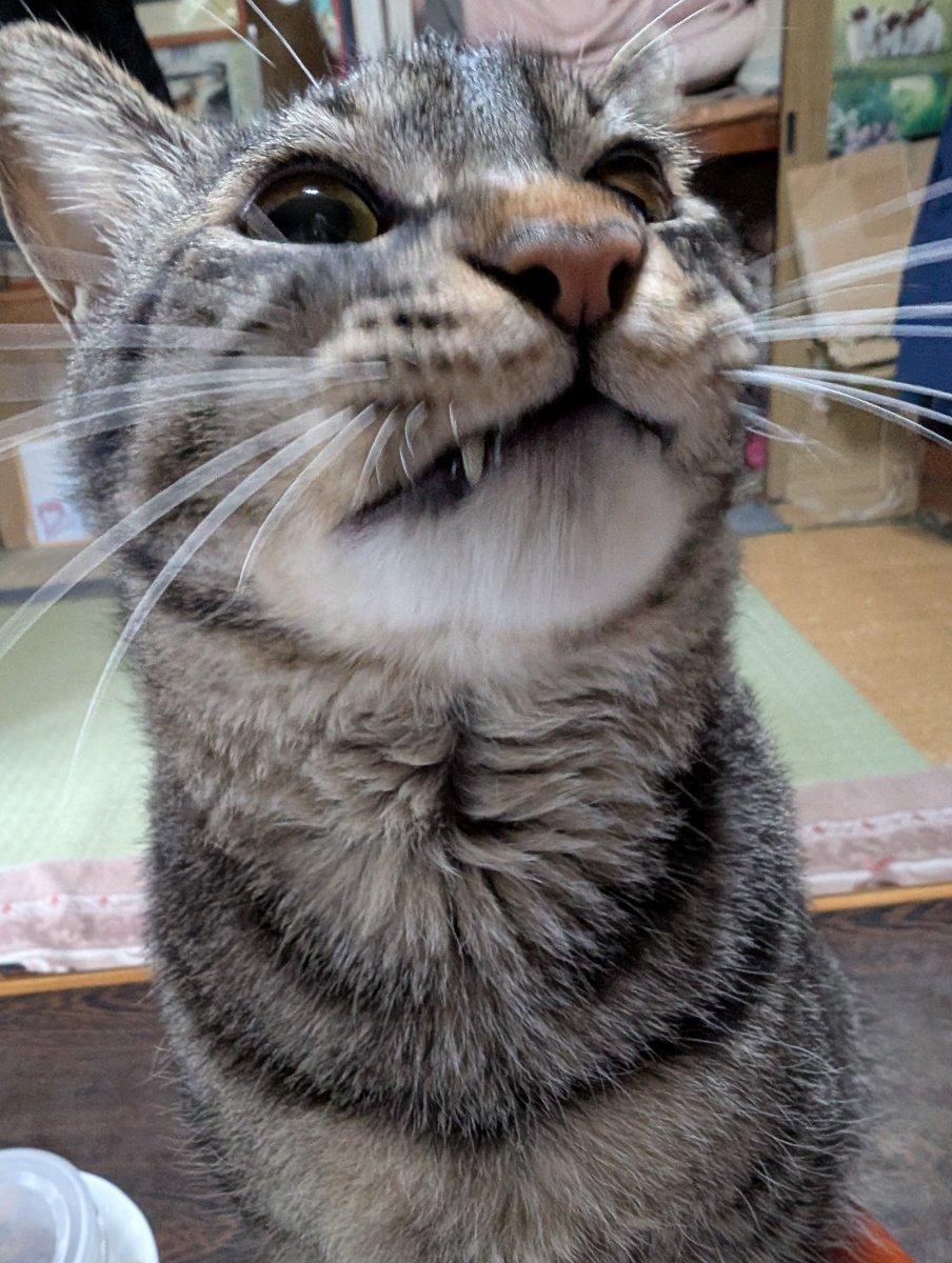 あきよし tweet media