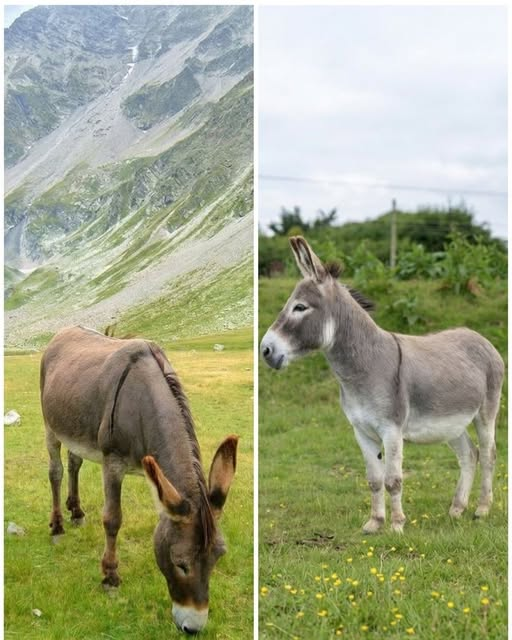 Maria Baloch tweet media