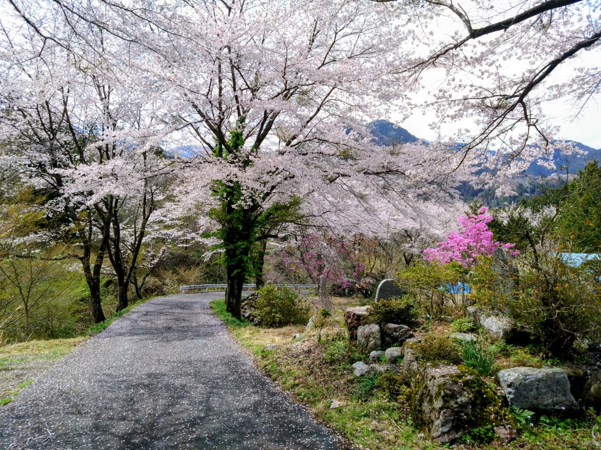 愚者よこちん tweet media