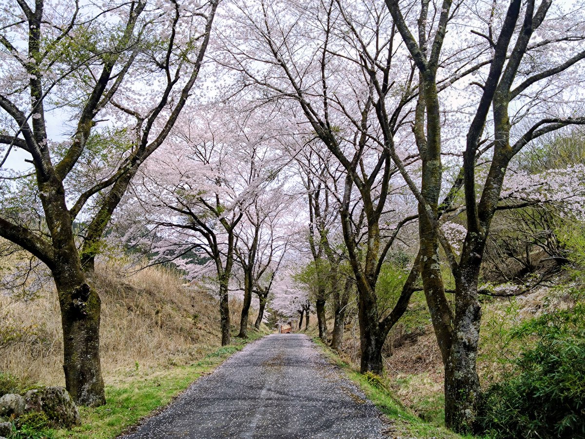 愚者よこちん tweet media