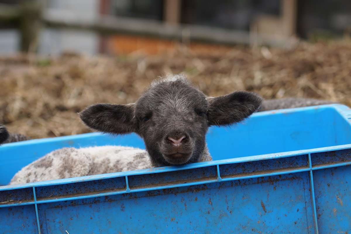 冊子とグッズのカンビ(関西美術印刷) tweet media