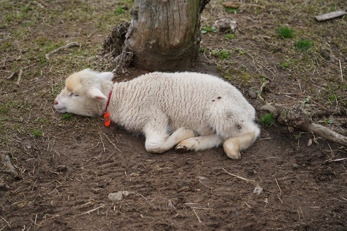 冊子とグッズのカンビ(関西美術印刷) tweet media