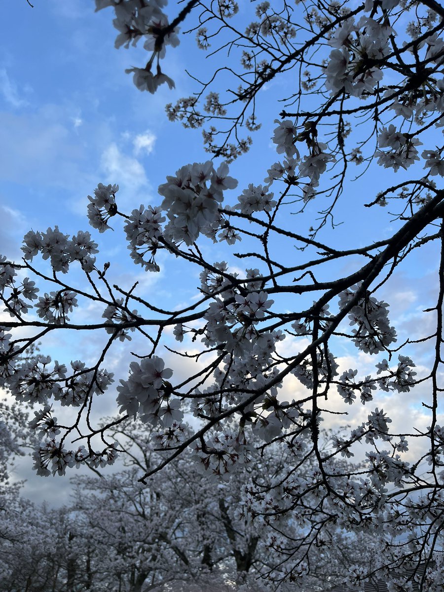matsucub306's tweet photo. 夕方は桜の花見散歩へ🚶 https://t.co/EgcXxF7F3b