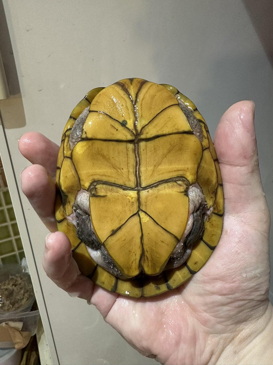 爬虫類ショップ 天和（tenwa_reptiles） tweet media