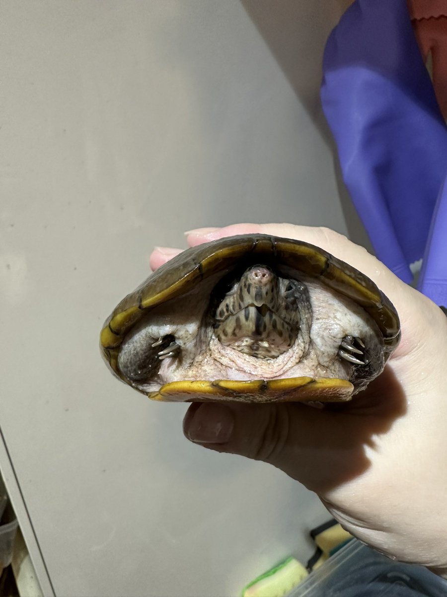 爬虫類ショップ 天和（tenwa_reptiles） tweet media