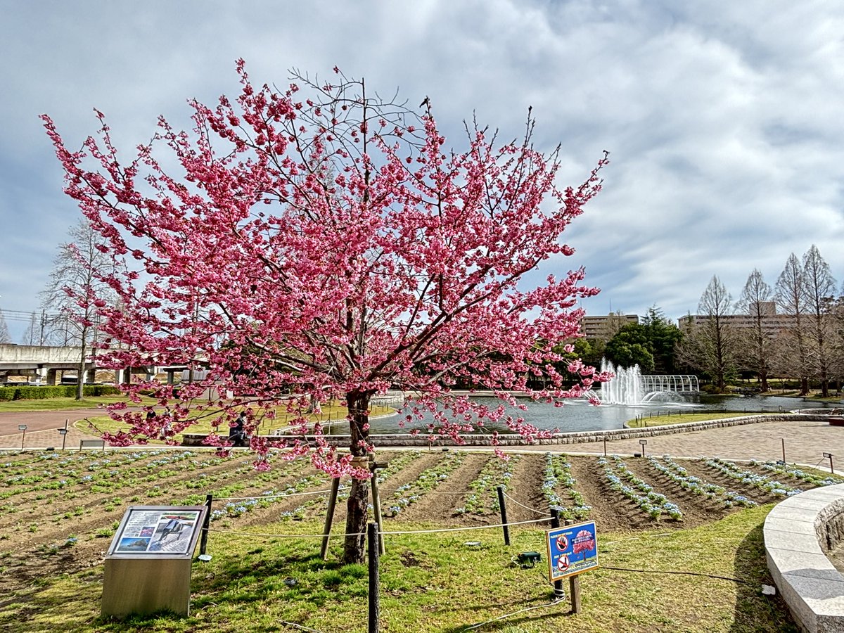 モナリザ((((モナナ))))⛸💫🌸🍀🍯🍊共に前へ🕊 tweet media