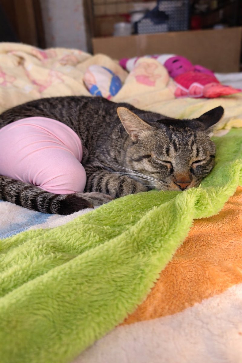 白ご飯をパクっとのりたま😎🫰✨ tweet media