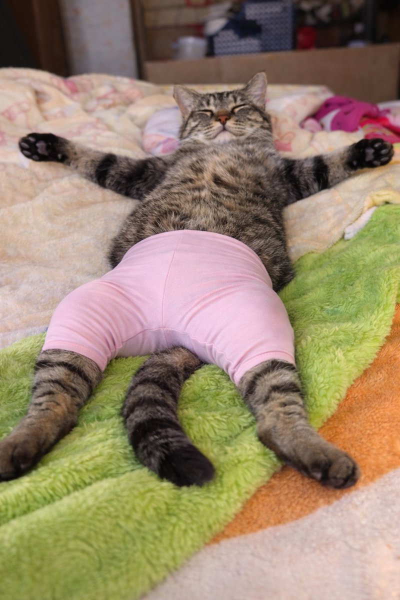 白ご飯をパクっとのりたま😎🫰✨ tweet media