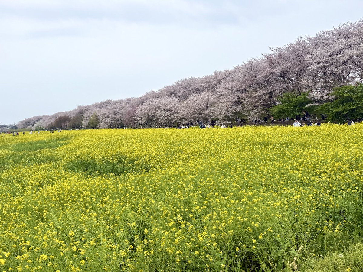 sandarunosuke's tweet photo. 権現堂の桜を見ながら、親とゆっくり散歩。
昔は私の歩幅に合わせて歩いてくれた両親の、毎年少しずつ狭まる歩幅に合わせて歩く。
人生うまくできてるなぁ。 https://t.co/Ngcdzu7tsD