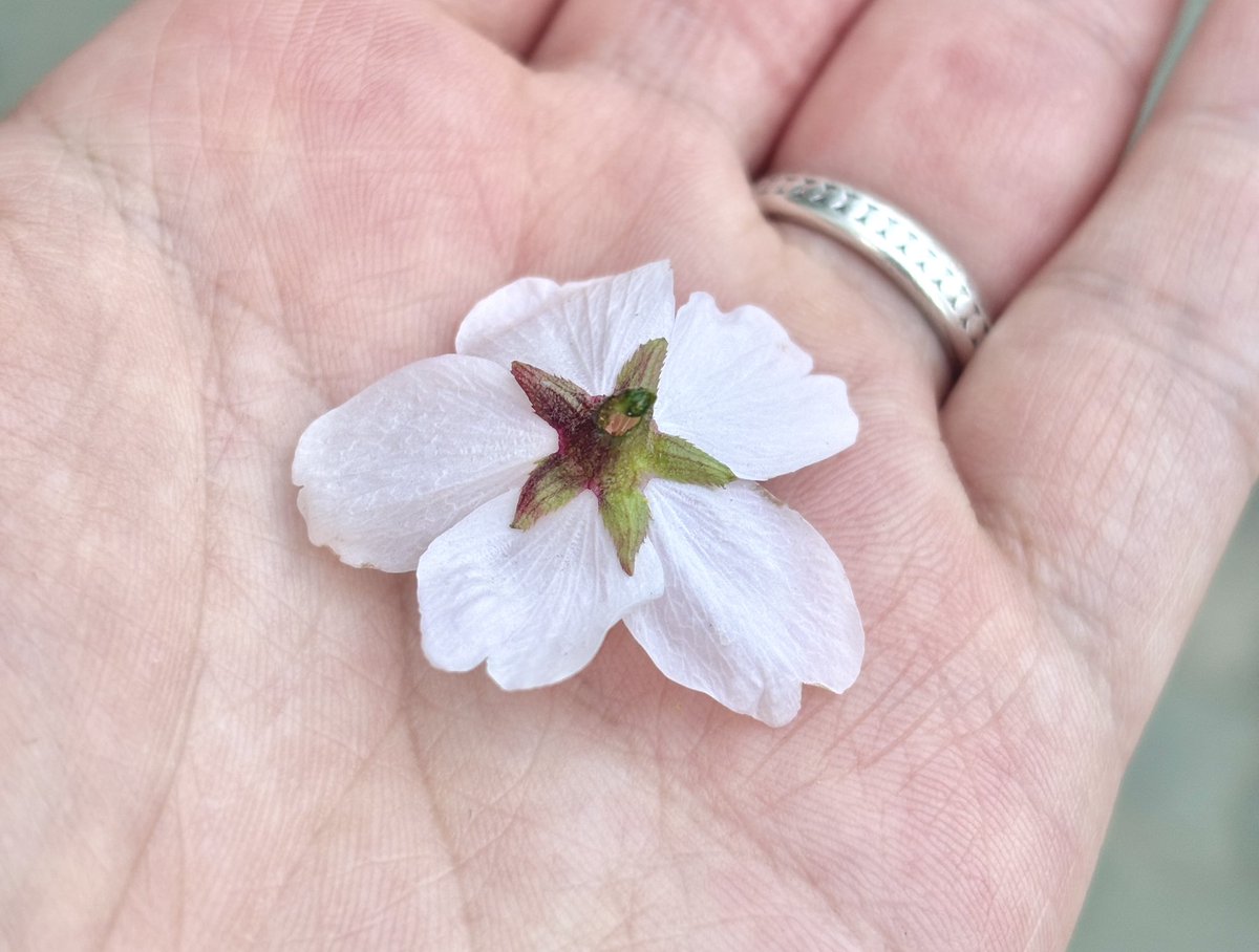 라빗플래닛 Rabitt Planet tweet media