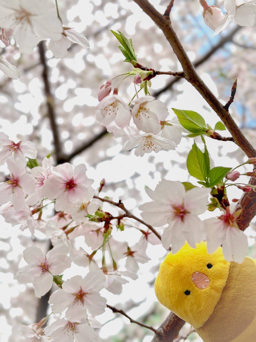 Maru 🜸 tweet media