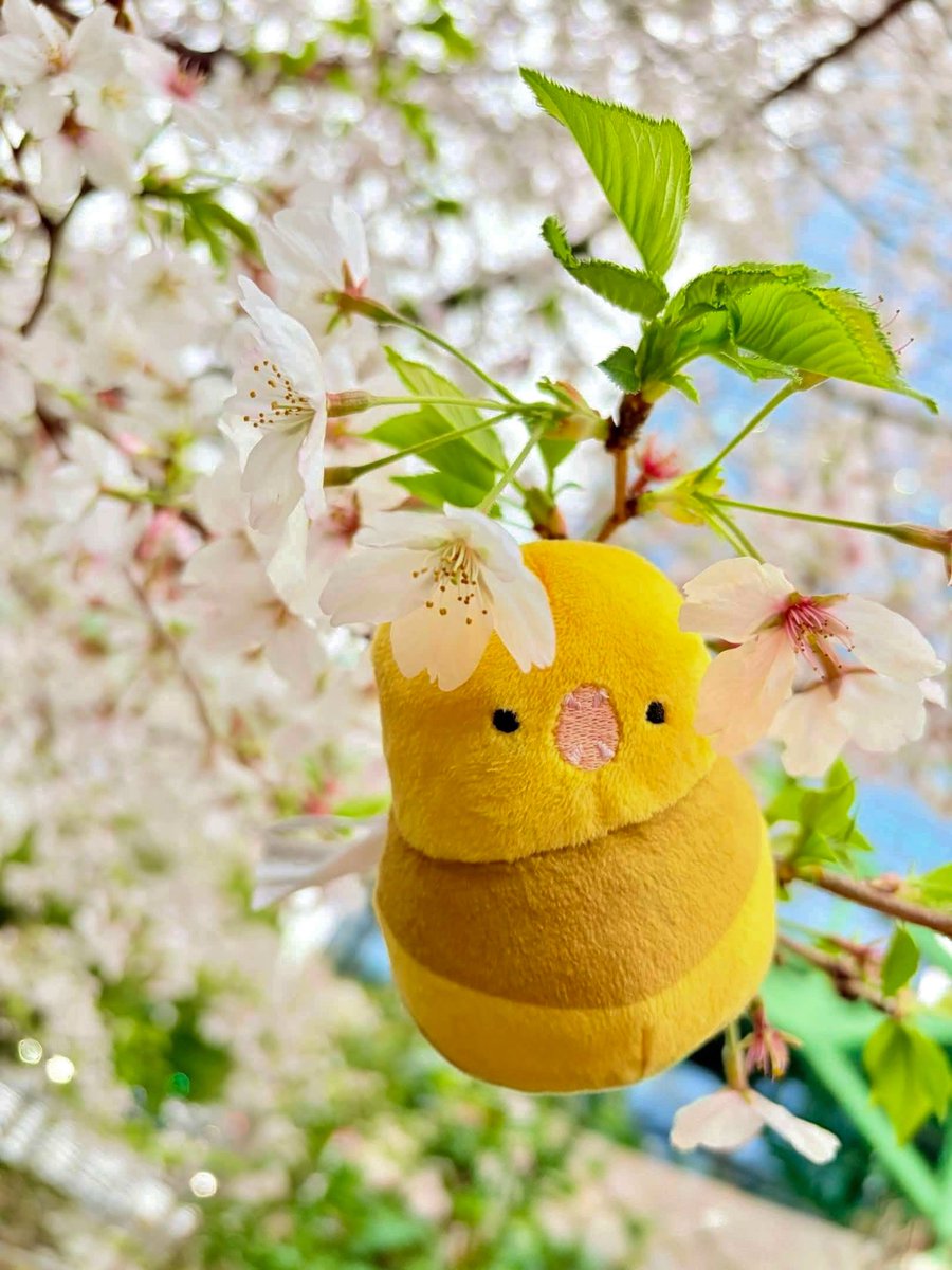 Maru 🜸 tweet media