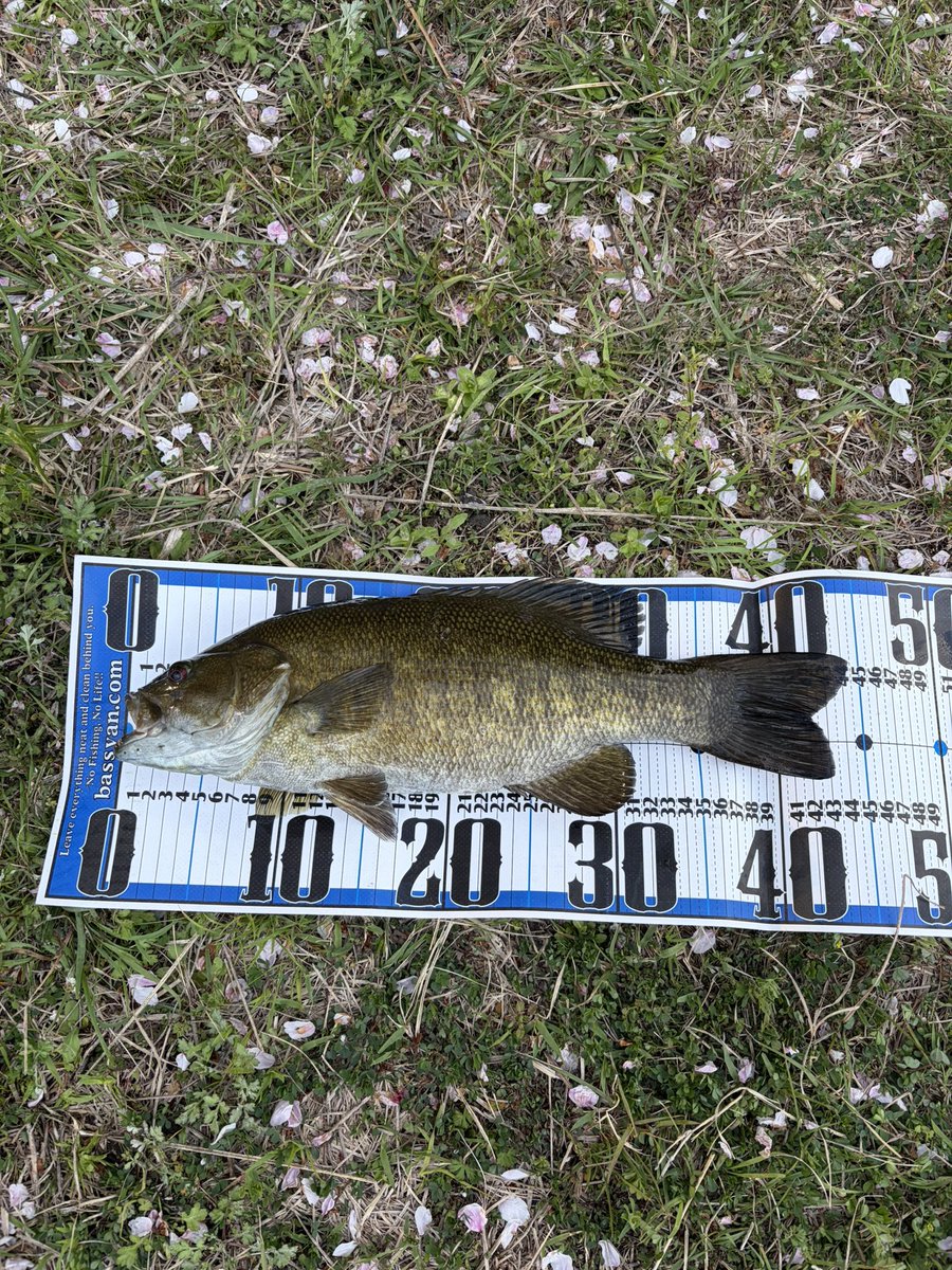 キーさん tweet media