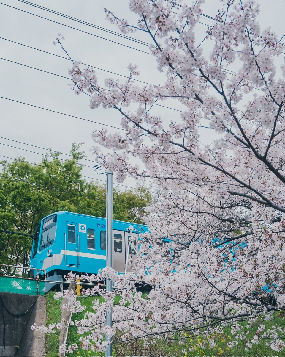 KotaAoki(あおきおっきー) tweet media