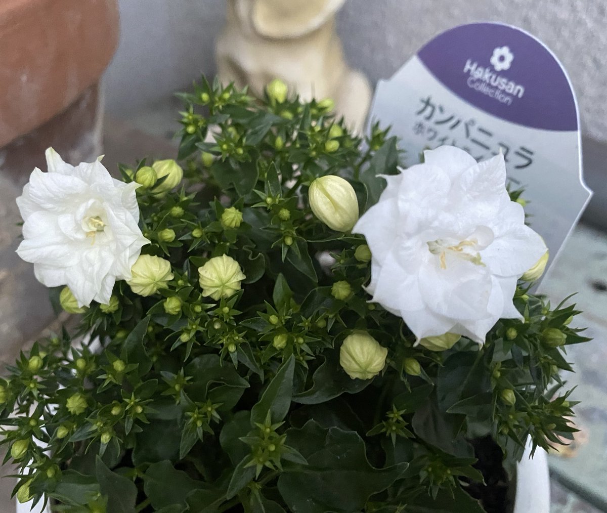 🐈‍⬛ぶん🐈 tweet media