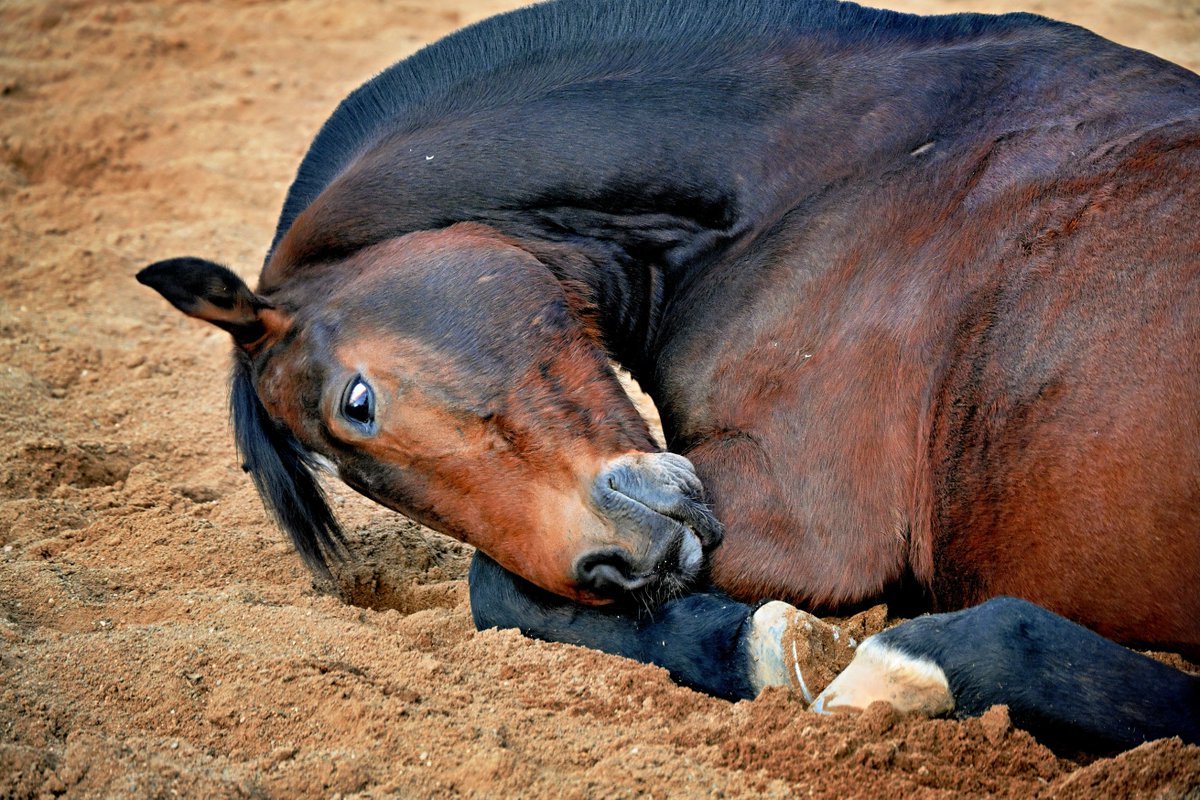 PEKHTography's tweet photo. Warm flank pressed into cold sand. π΄
One eye open β the last thing a brave body lets go.
The other lid: already somewhere far. π
#Horses #HorseLife #RestIsStrength #UnwindMode https://t.co/GlL6i5EuZ4