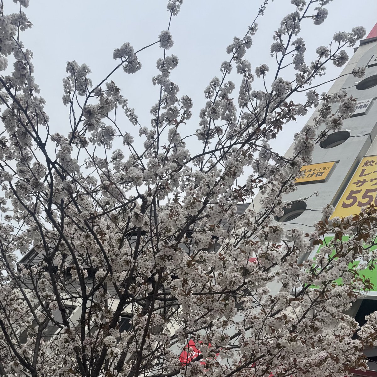 岡本幸太😺🫰永遠の沼に堕ちたマリオネット💝 tweet media