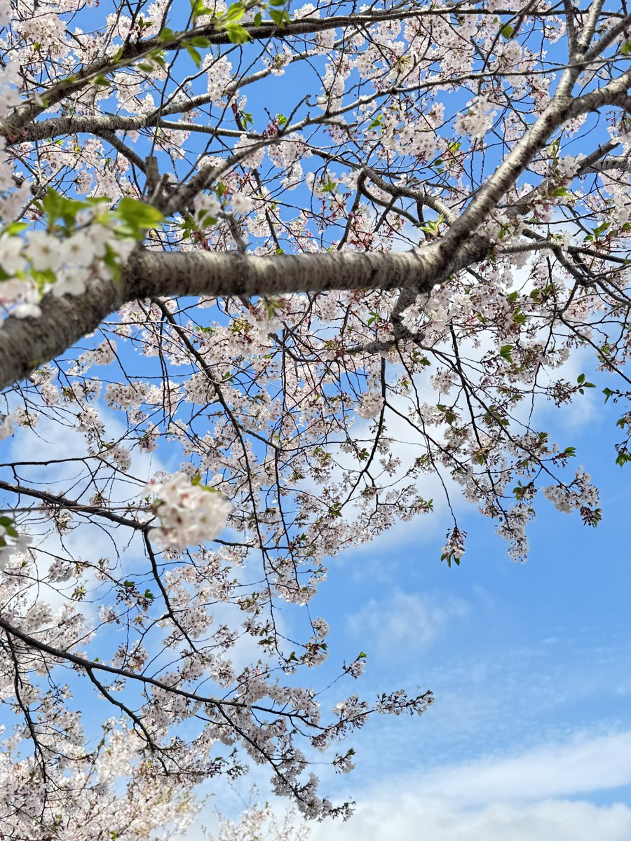 飛龍神 tweet media