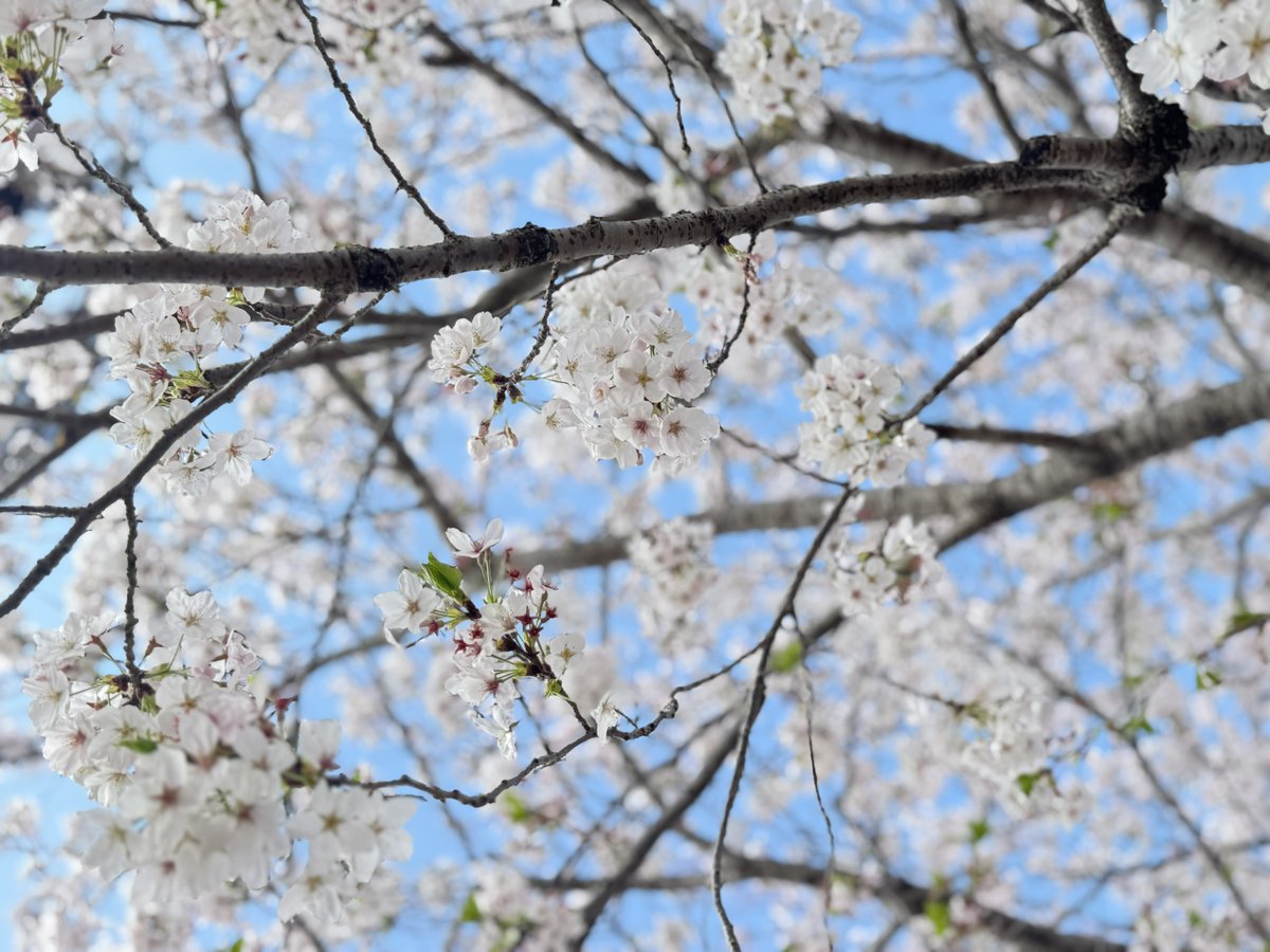 飛龍神 tweet media