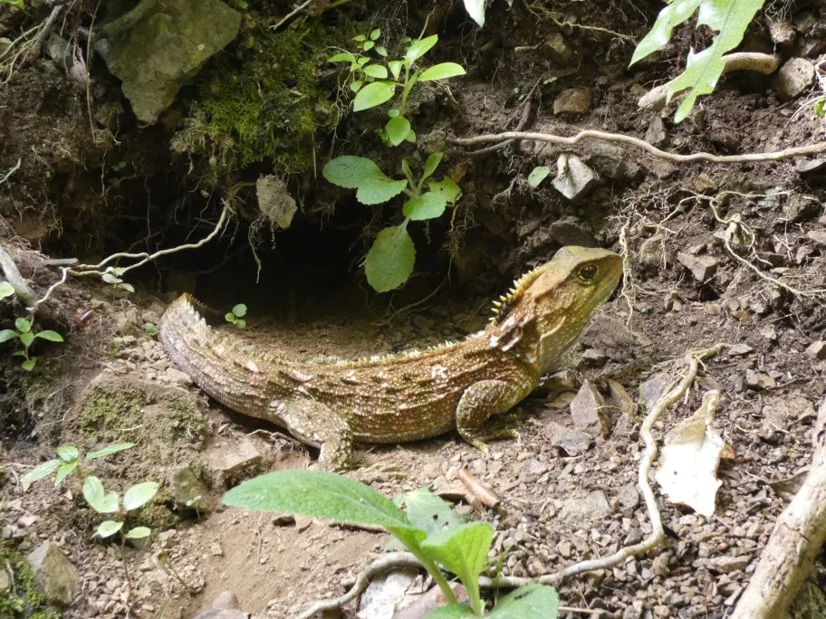 Dr. Diana King🏳️‍⚧️🐚🦖 tweet media