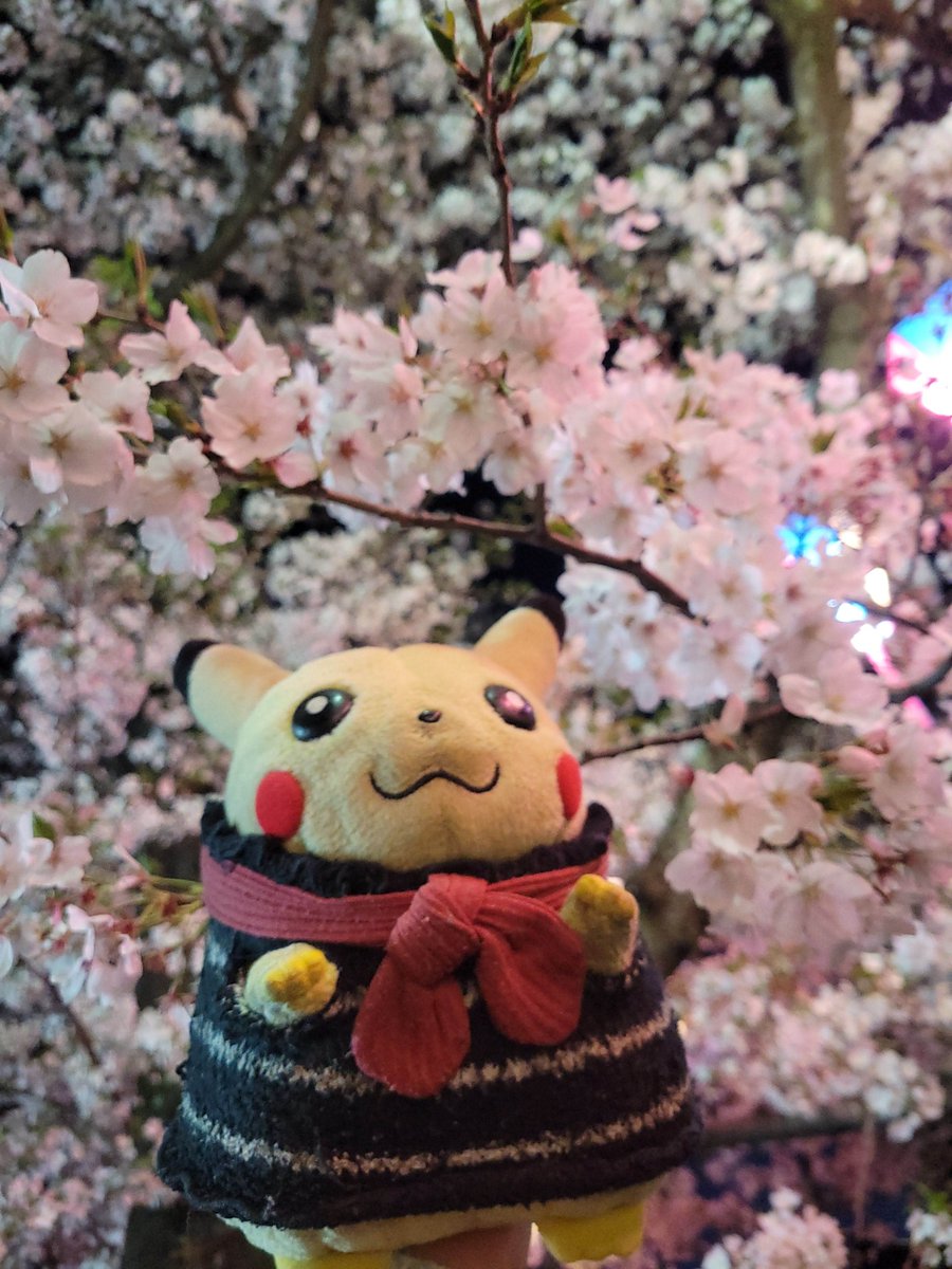 ぴゃー tweet media