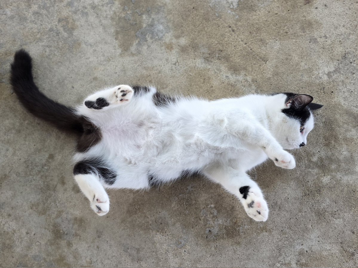 แมวทองมี กวีพเนจร tweet media