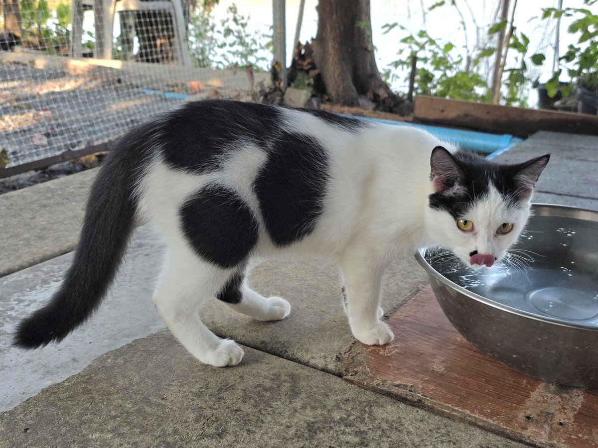 แมวทองมี กวีพเนจร tweet media