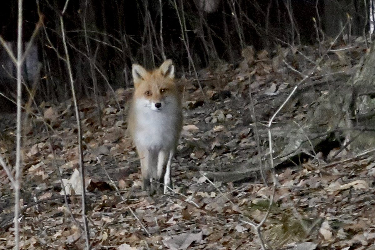 ジャッキー tweet media