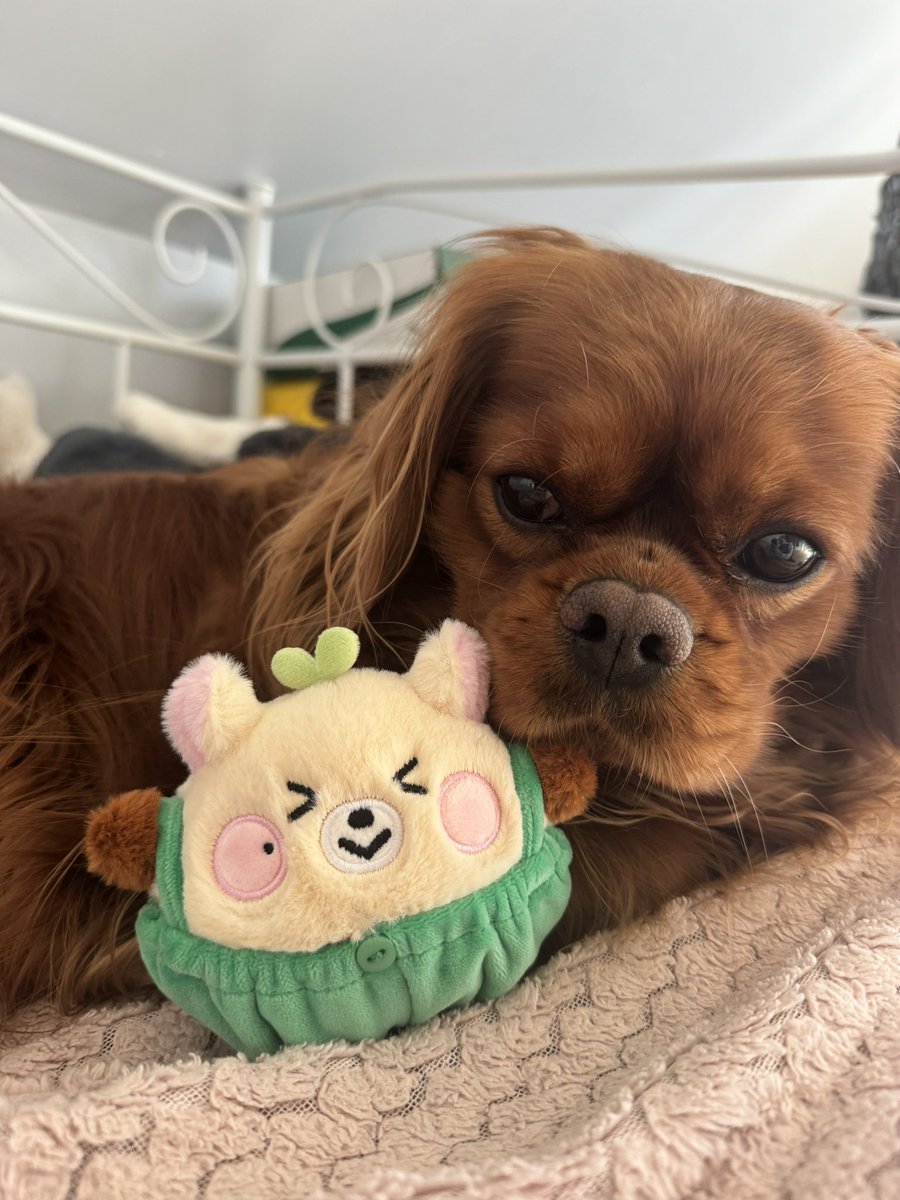 nat 🐥 tweet media