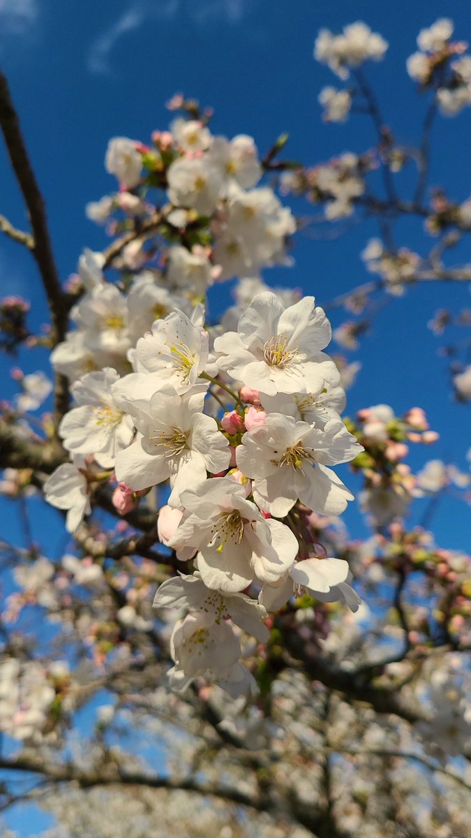 SuKq24's tweet photo. 素敵な桜を 共有～♪ https://t.co/Jlj337w3AD