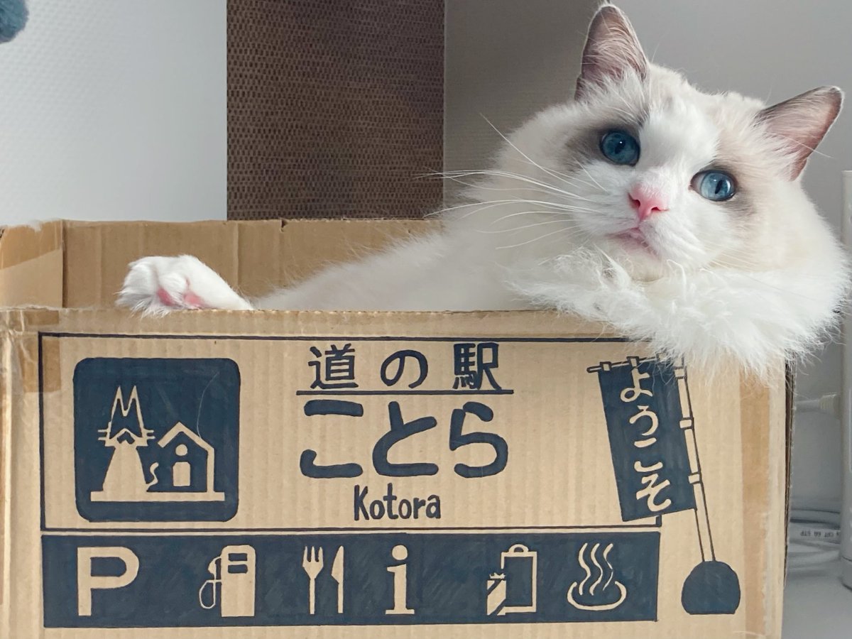 ことら🐾モフドール tweet media